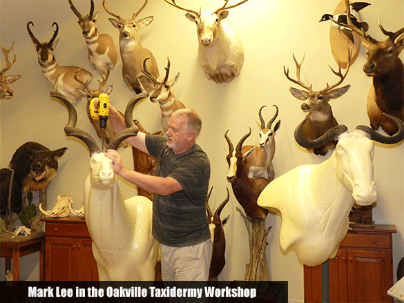 taxidermy-aboutus-image